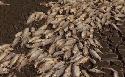 墨西哥高溫干旱 大量魚類死亡