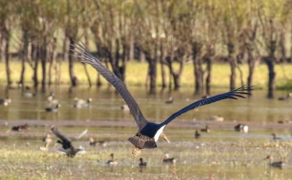 罕見！17只“鳥中大熊貓”打卡三門峽黃河濕地