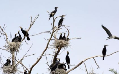 精準識別珍稀鳥類新方法