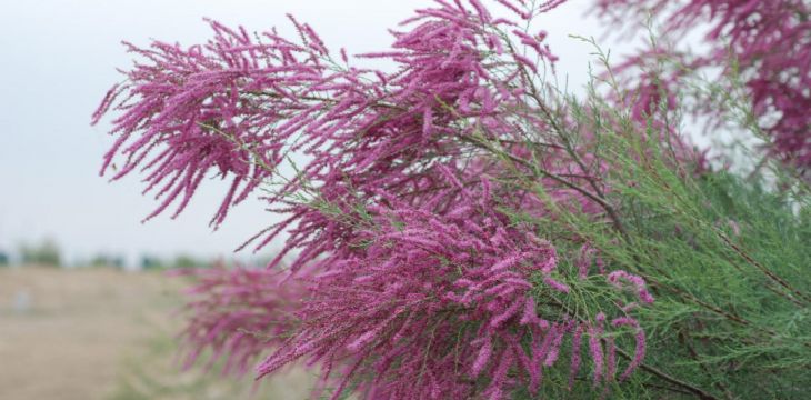 新疆吐魯番沙漠植物園現存活體荒漠植物近600種